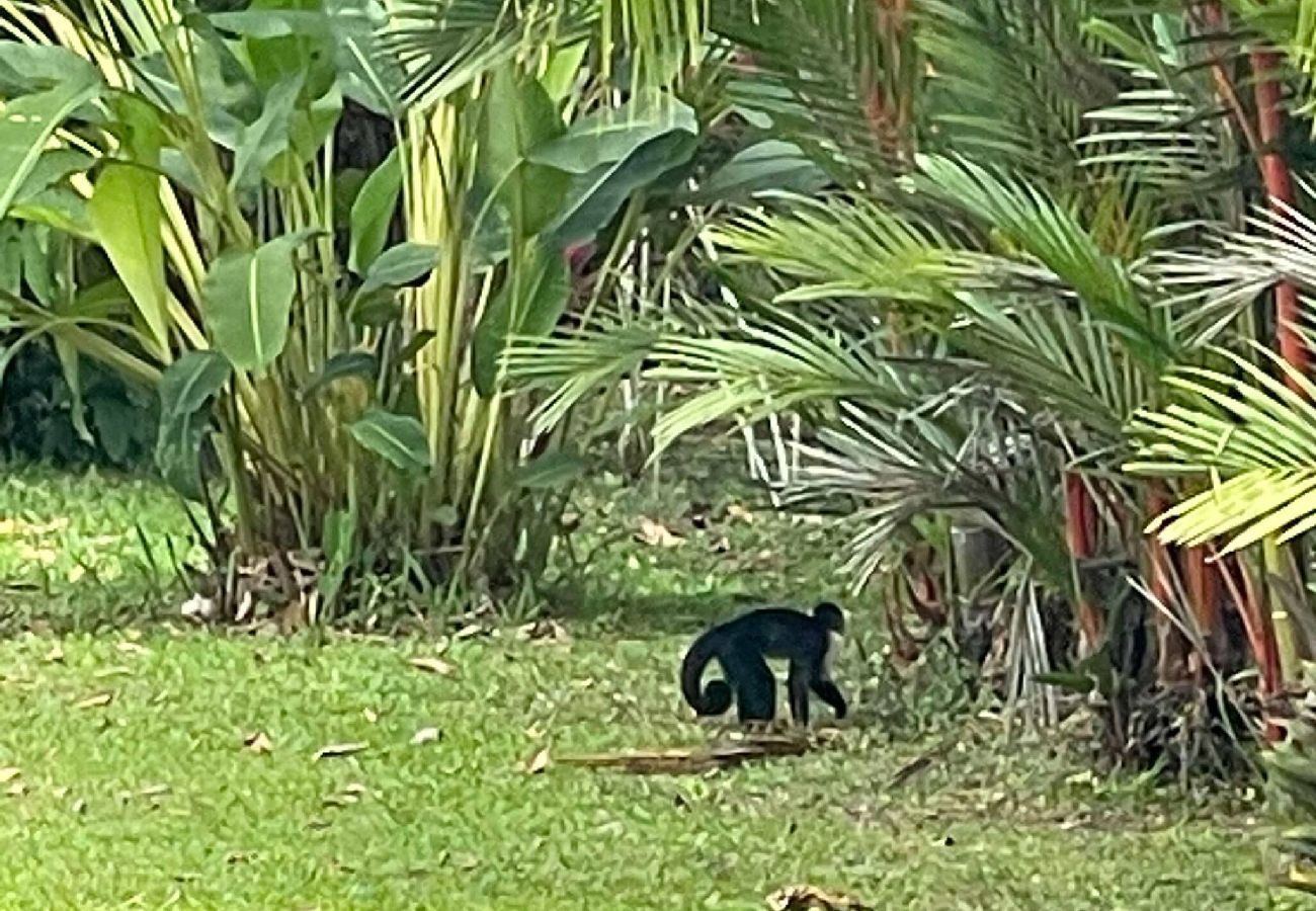 Villa en Cahuita - Three Monkeys Cahuita 2 Casas Piscina AC BBQ 