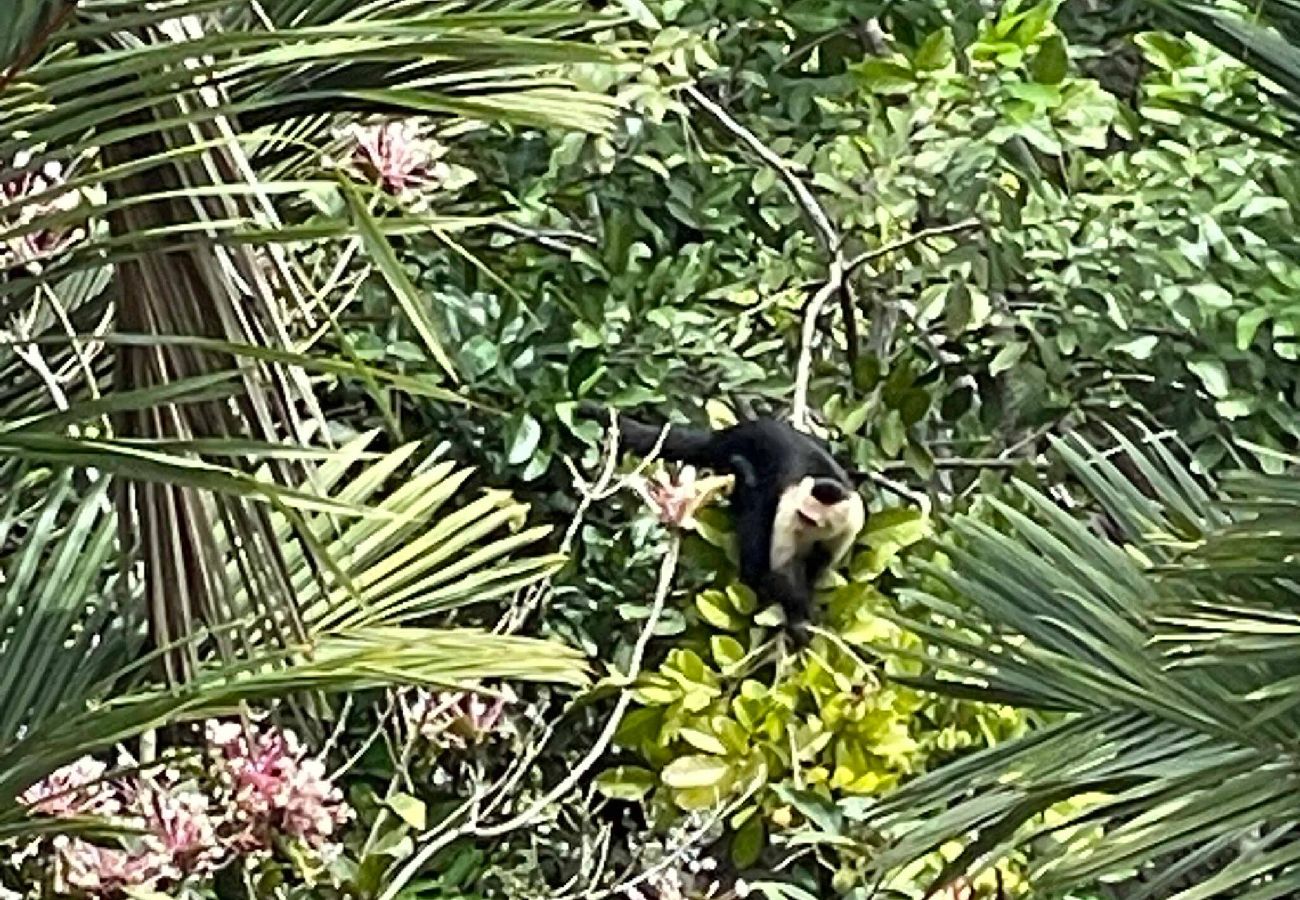 Villa en Cahuita - Three Monkeys Cahuita 2 Casas Piscina AC BBQ 