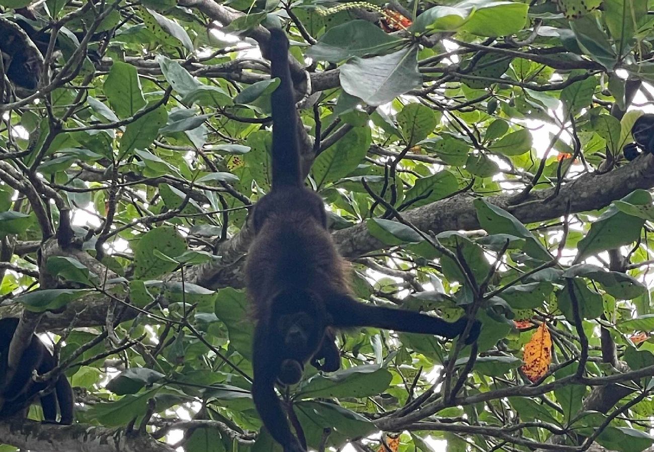 Villa in Cahuita - Three Monkeys Cahuita | Pool | A/C | BBQ 